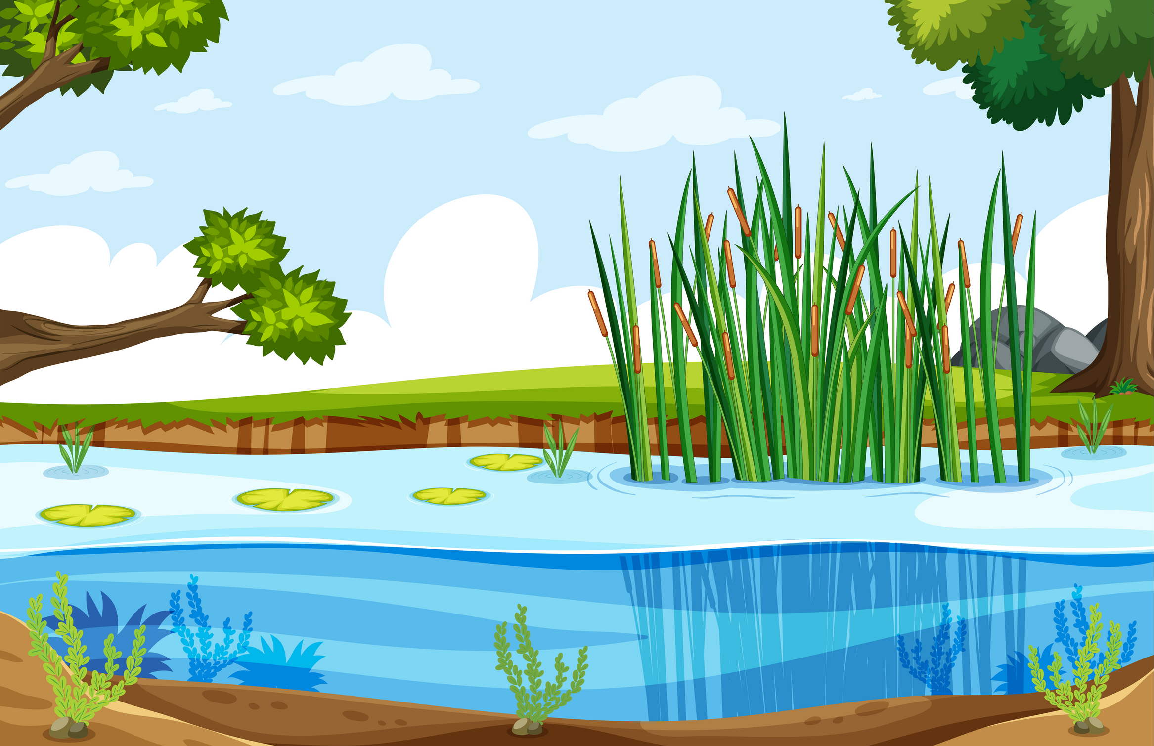 A nature swamp landscape