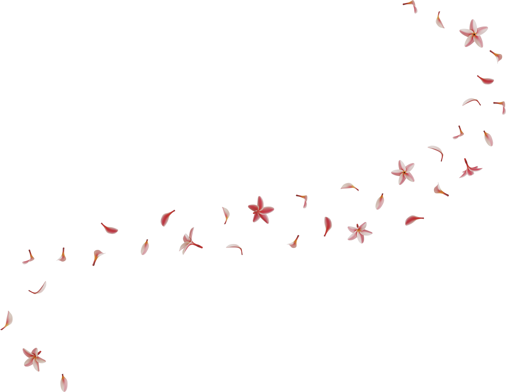 falling pink plumeria flower